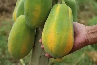 木瓜园吃瓜视频,甜蜜瓜果盛宴，尽享田园生活乐趣