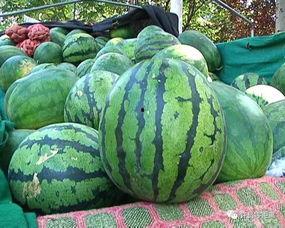 吃瓜群众如何挑选瓜,如何挑选新鲜美味瓜果