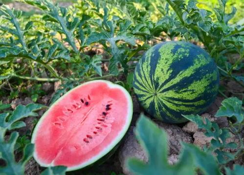 河北任丘最新吃瓜,揭秘背后惊人真相