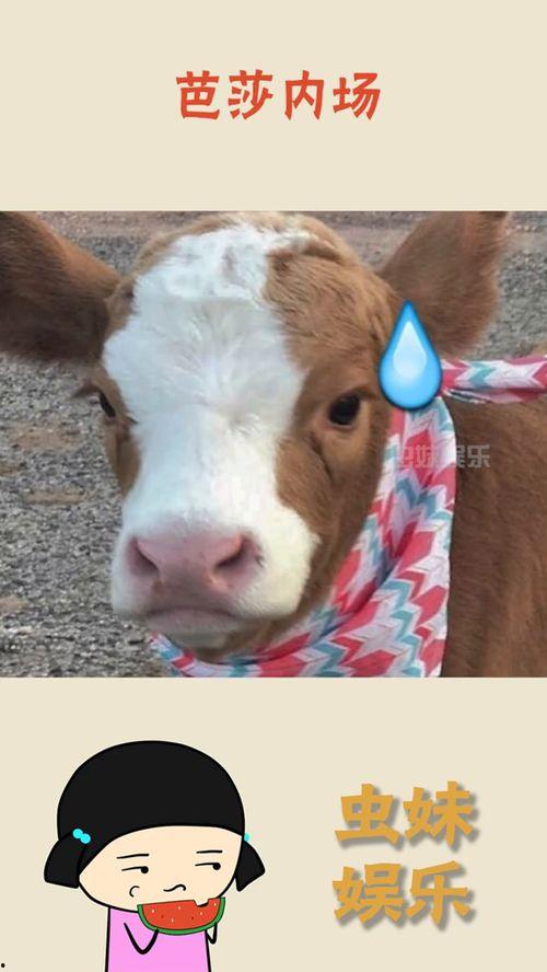 溧阳抖音吃瓜,揭秘网红美食背后的故事