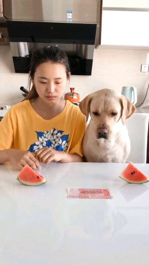 火娃吃瓜视频,揭秘娱乐圈幕后故事