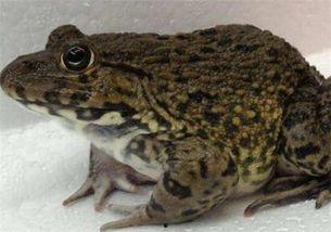 田鸡与疯子吃瓜,一场吃瓜盛宴的疯狂之旅