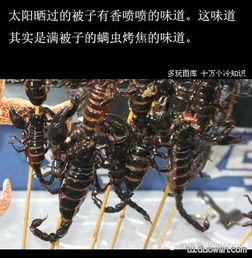 吃瓜蟑螂,生态平衡中的神秘角色