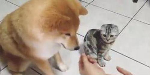 折耳猫吃瓜,折耳猫的瓜田奇遇记