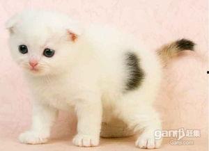 折耳猫吃瓜,折耳猫的瓜田奇遇记