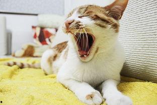 猫可以吃生角瓜吗怎么吃,猫咪的美食新选择，这样吃更健康