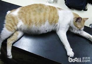 猫可以吃生角瓜吗怎么吃,猫咪的美食新选择，这样吃更健康