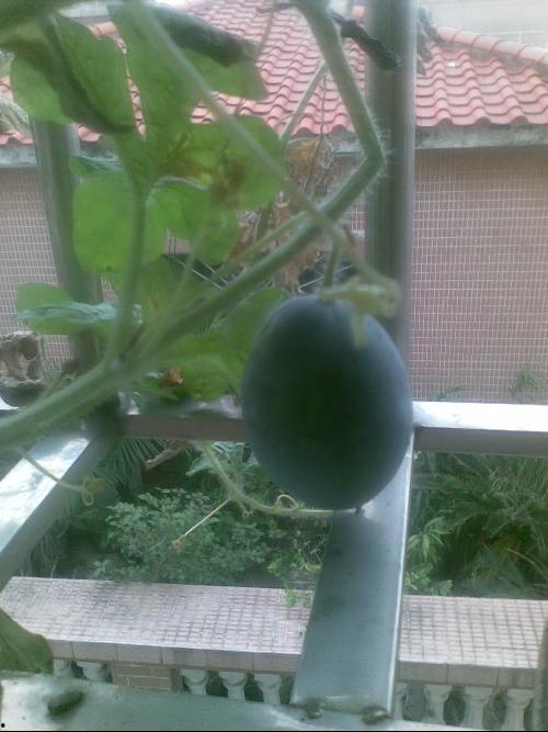 阳台吃瓜图,夏日悠闲时光