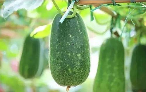 瓜啥时候吃,探寻最佳食用时节