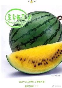 吃瓜开放区,一场全民参与的趣味盛宴