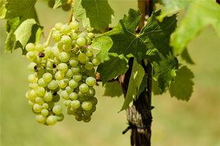 梦见吃黄兰瓜,黄兰瓜的神秘诱惑