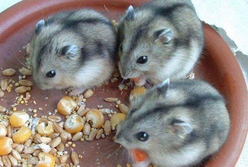 仓鼠吃佛手瓜好吗,佛手瓜对仓鼠的益处与注意事项