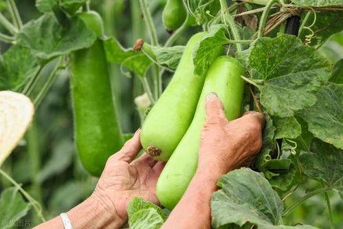 山羊可以吃秋瓜吗