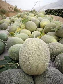 18楼吃瓜,揭秘邻里八卦背后的真相