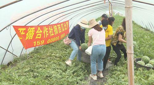 奇台吃瓜群众,揭秘当地独特生活风情