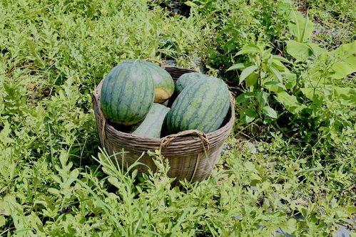 作梦吃田瓜,田瓜美食之旅