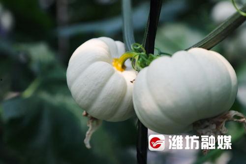 大漂亮吃瓜潍坊,揭秘潍坊美食背后的故事