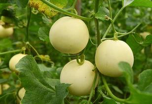 吃瓜049,一场网络热议背后的真相