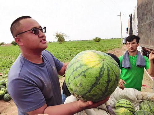 伊犁吃瓜新闻视频播放,视频播放背后的热点追踪