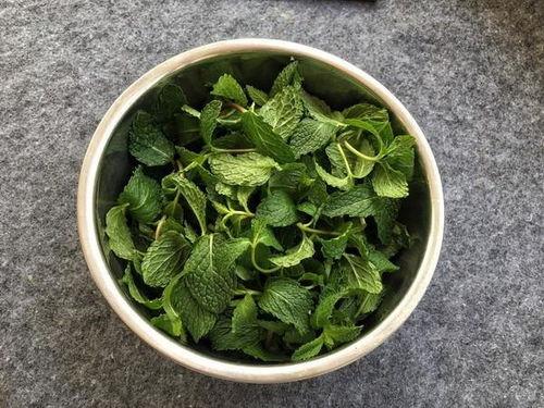 果实蝇吃瓜叶吗,果实蝇的瓜叶嗜食习性探究