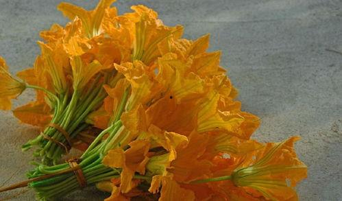 果实蝇吃瓜叶吗,果实蝇的瓜叶嗜食习性探究