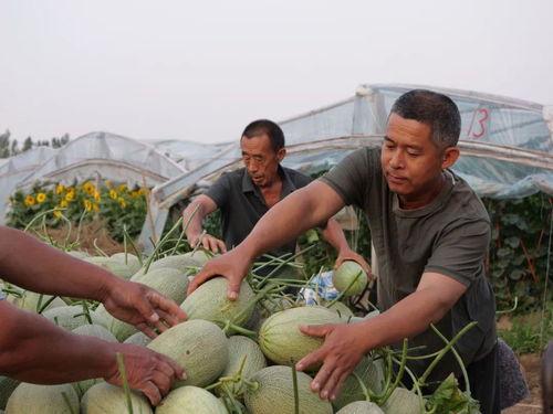 美国吃瓜吃到自己家,本土瓜农自食其果的尴尬境地