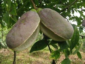 吃八月瓜的野果