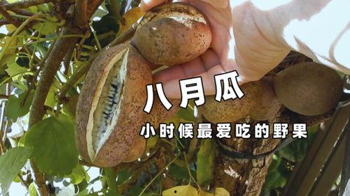 吃八月瓜的野果