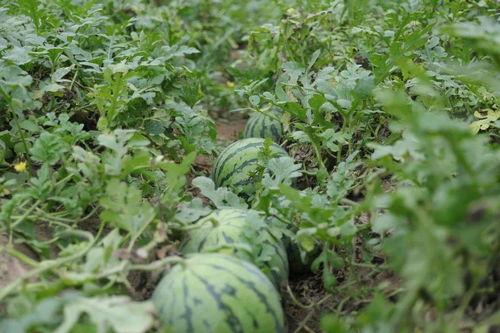 溧阳骑车吃瓜,一场悠闲的夏日骑行之旅