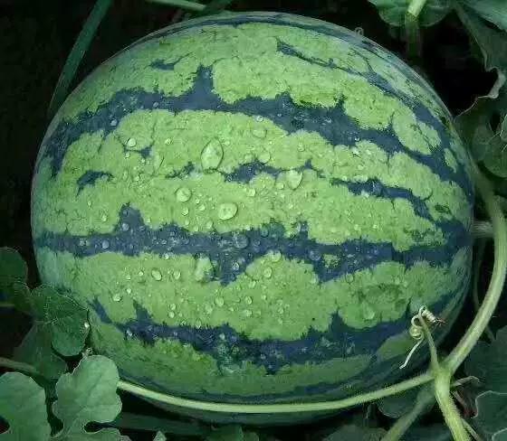 带你吃瓜14集,揭秘14集剧情高潮与悬念