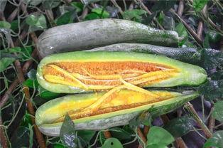 莱阳吃瓜网红,揭秘网络红人背后的故事