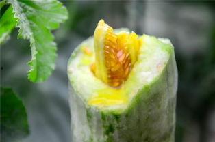 莱阳吃瓜网红,揭秘网络红人背后的故事