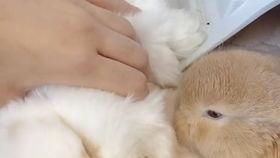 吃瓜紫色兔子,揭秘神秘生物的奇幻之旅