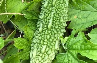 带你吃活瓜,带你品尝地道的绿色美味