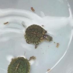 小乌龟吃瓜头像高清,萌态十足，高清头像诠释夏日清凉