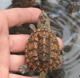 小乌龟吃瓜头像高清,萌态十足，高清头像诠释夏日清凉