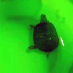 小乌龟吃瓜头像高清,萌态十足，高清头像诠释夏日清凉