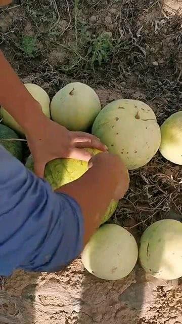 什么瓜不是吃的不是吃的