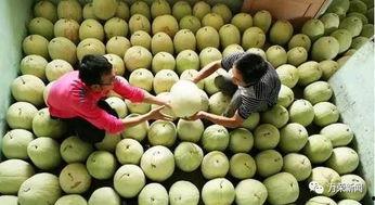 怎样吃三白瓜,轻松掌握三白瓜的养生吃法