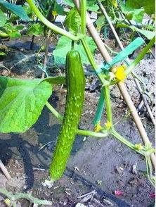 吃瓜吃萝卜,探寻夏日消暑美食之旅