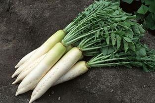 吃瓜吃萝卜,探寻夏日消暑美食之旅