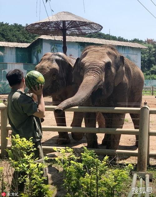 大象吃瓜的样子,憨态可掬萌态十足