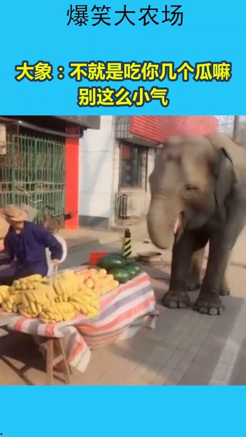 大象吃瓜的样子,憨态可掬萌态十足
