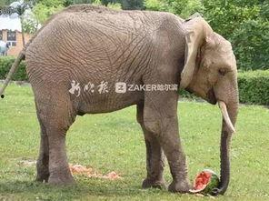 大象吃瓜的样子,憨态可掬萌态十足