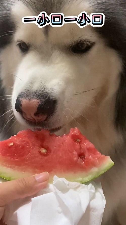 崔狗子带你吃瓜