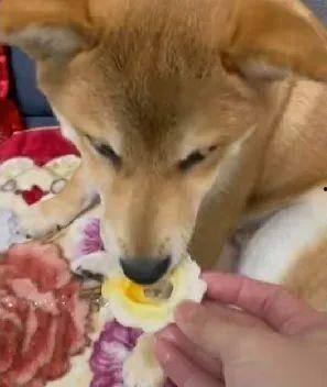 崔狗子带你吃瓜