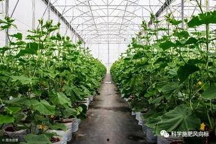 华强只吃大棚瓜,大棚瓜的忠实食客，探寻绿色健康生活之道