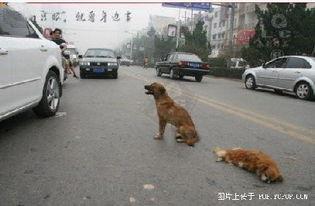 车祸小狗吃瓜视频播放,萌宠视角下的意外瞬间