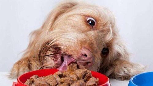 狗狗吃小毛瓜好吗视频,狗狗食用小毛瓜的安全性探讨