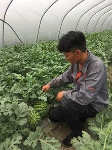 80后吃瓜大队
